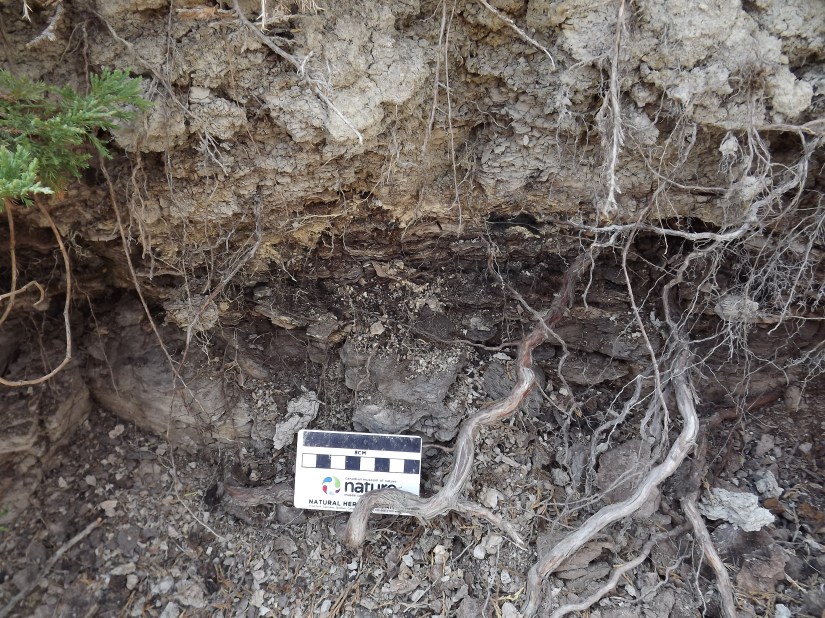 A picture of the KPg boundary in the park